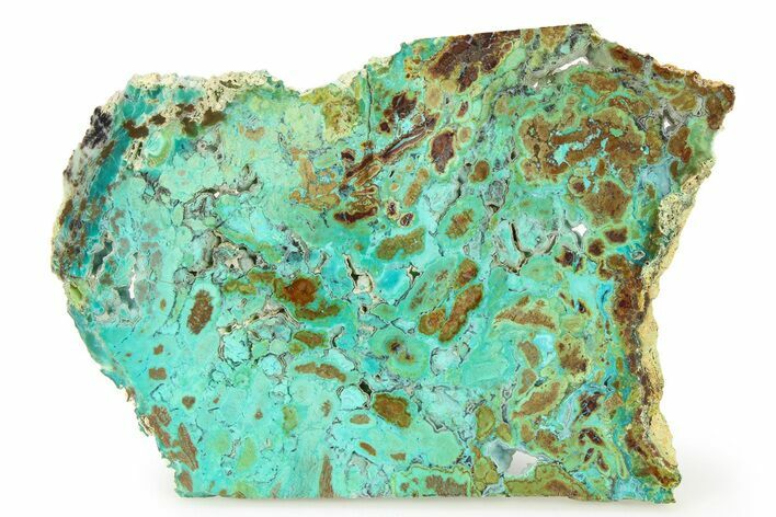 Petrified Colla Wood With Chrysocolla & Malachite - Turkey #301510